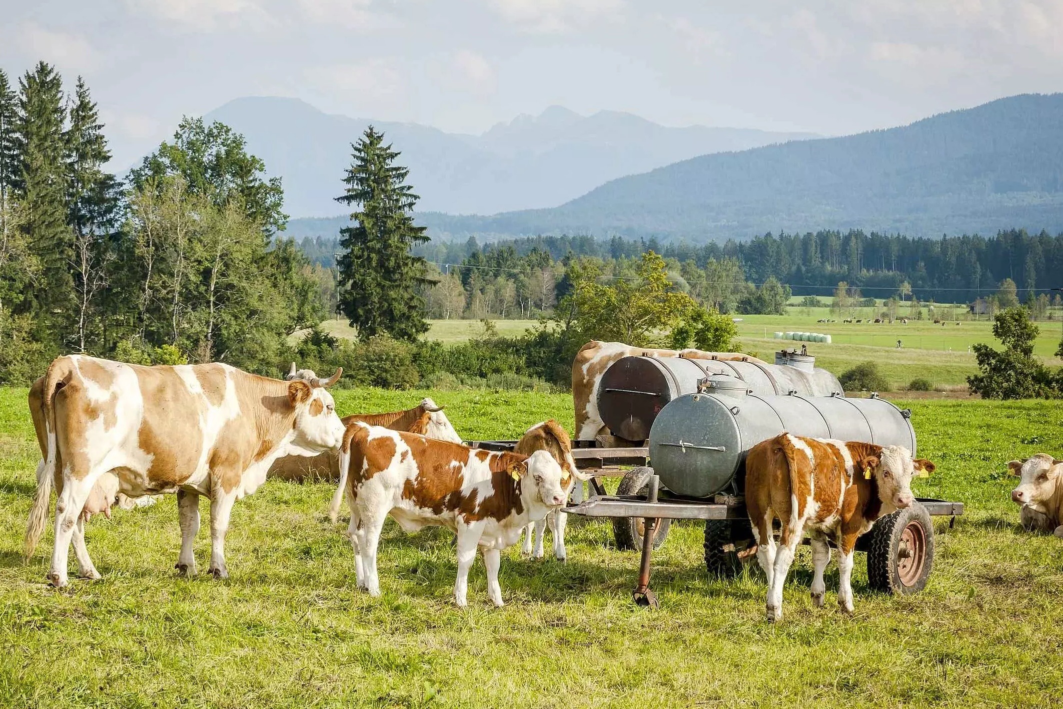 Share for Real_Hussnhof_Kühe auf der grünen Wiese